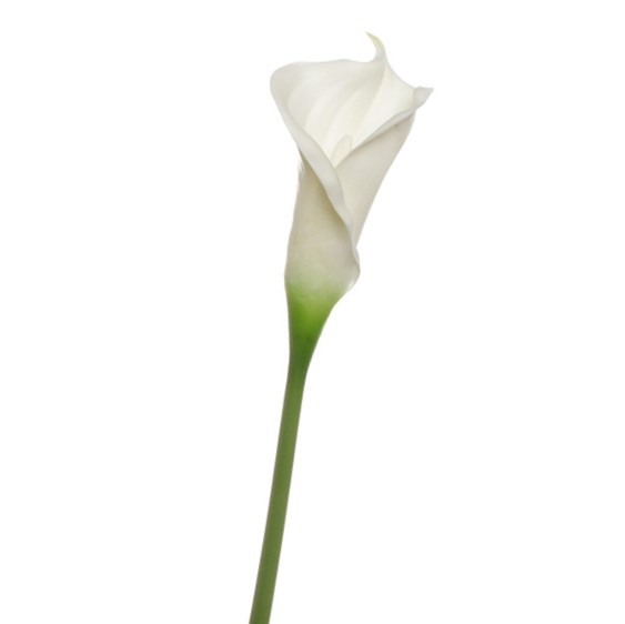 Artificial Calla Lily White 60cm Desflora 6735