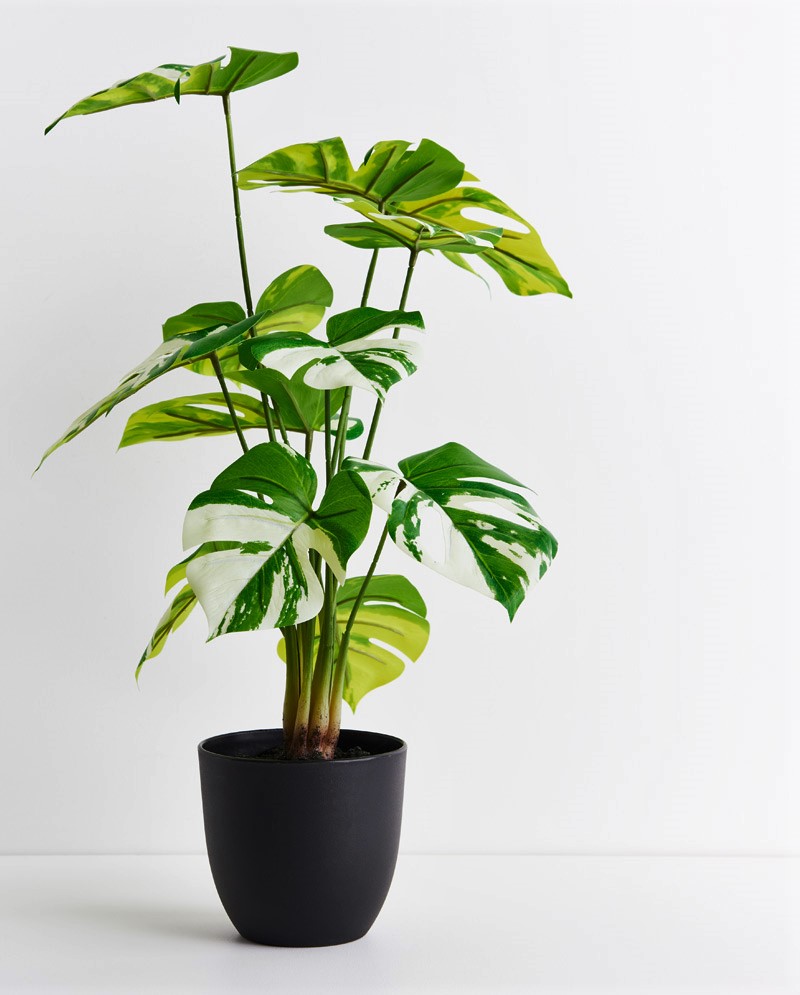 Artificial Split Philo Plant Variegated 50cm Desflora