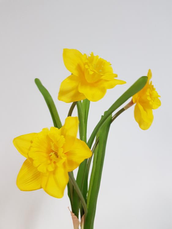 Daffodil Single Stem Desflora