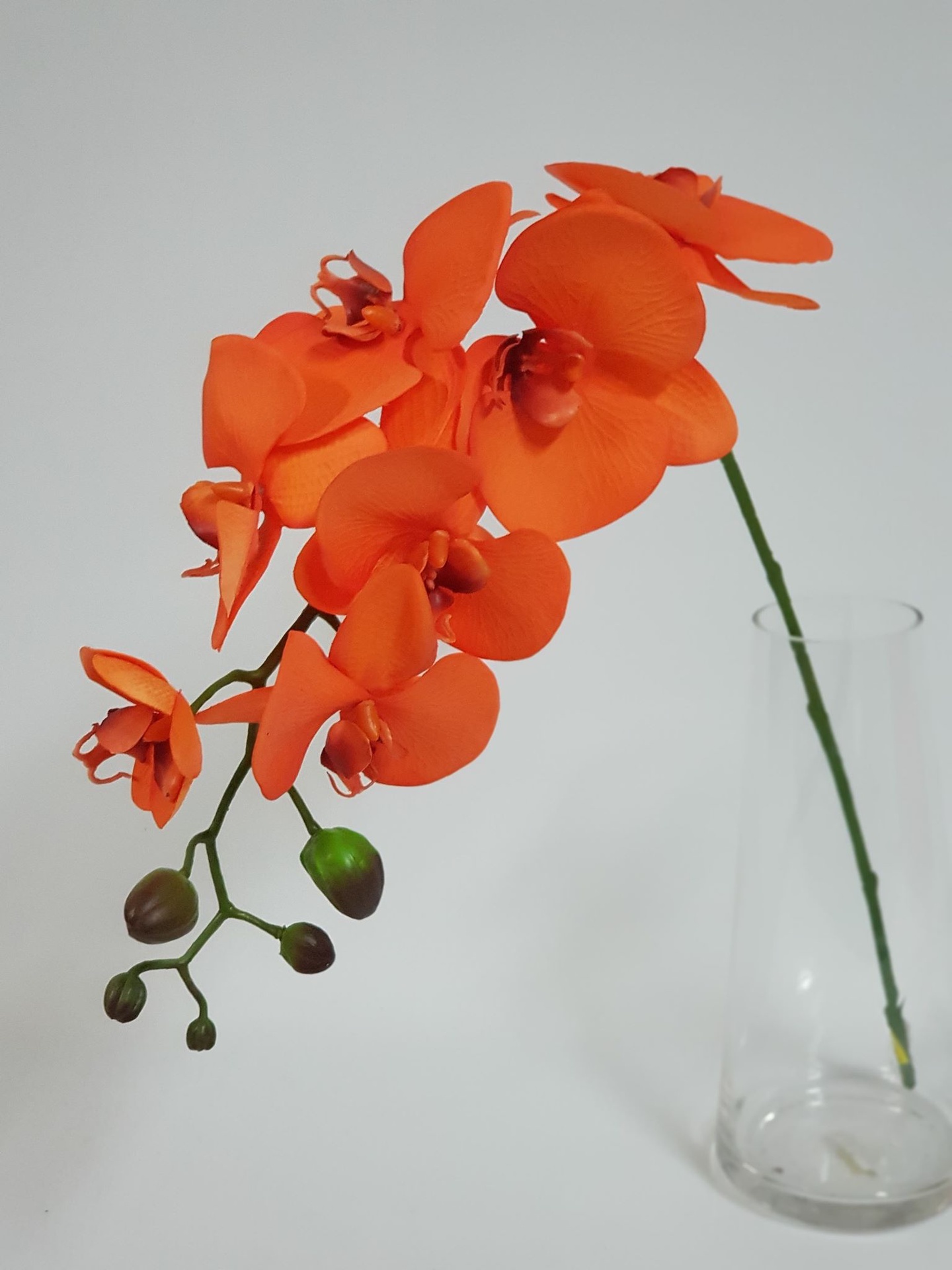 Phalaenopsis Orchid Orange 7 H & Buds - Desflora