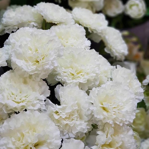 Artificial White Carnation