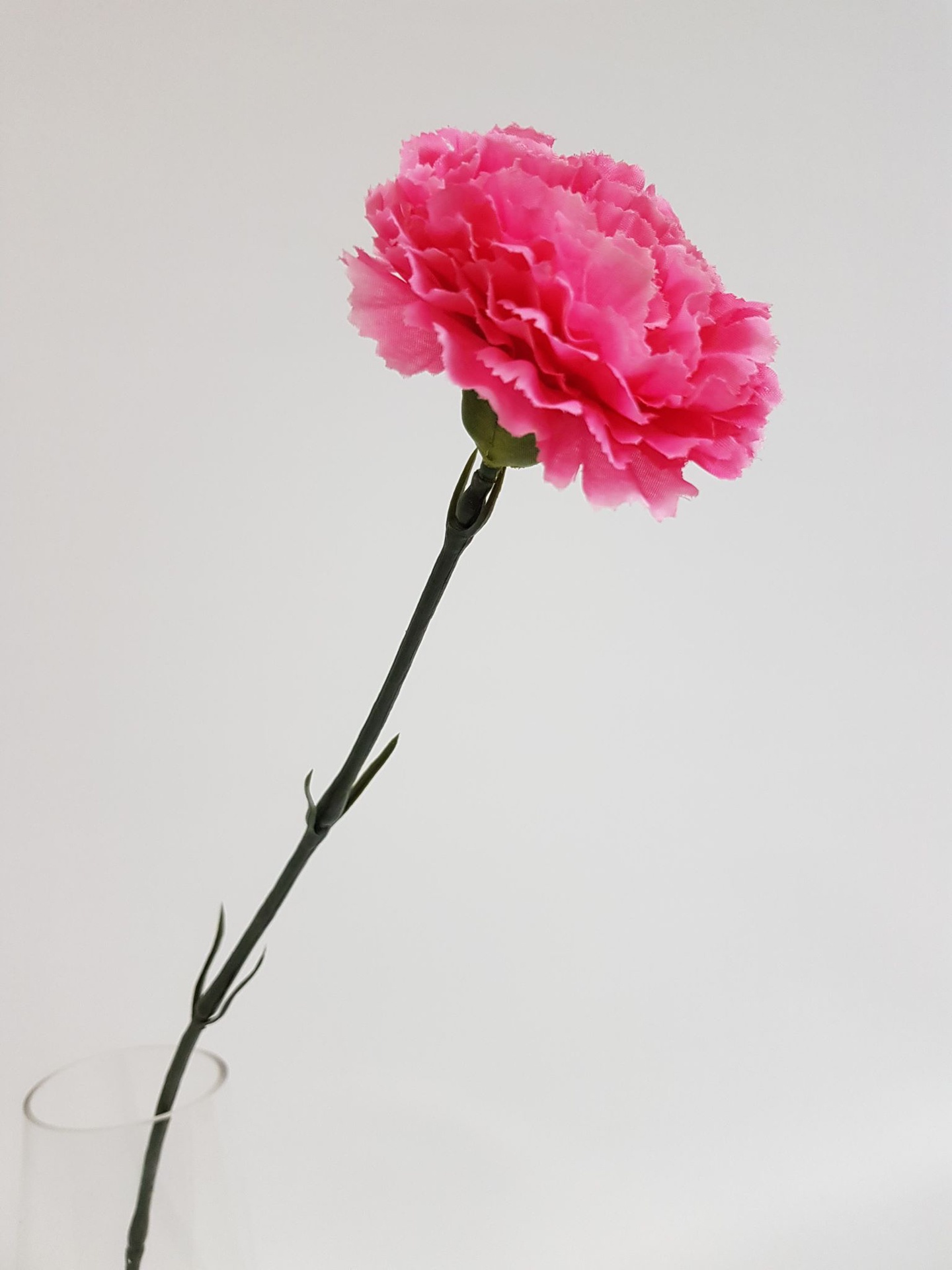 Pink Carnation Stem - Desflora
