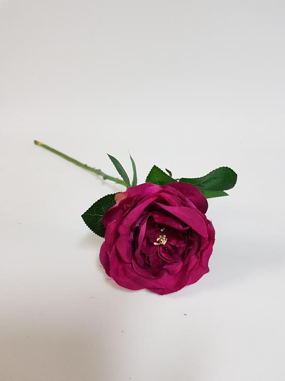 David Austin Rose Budget Bloom Purple - Desflora