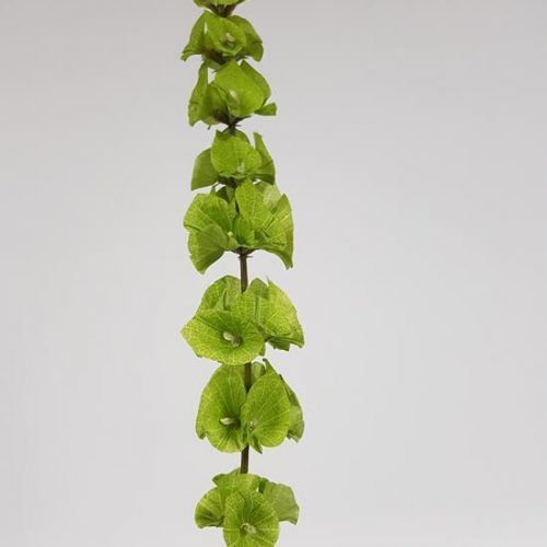 Artificial Bells of Ireland 90cm Desflora