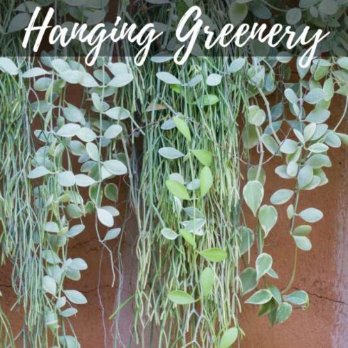 Hanging Greenery