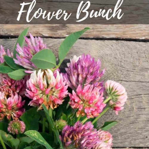 Flower Bunches