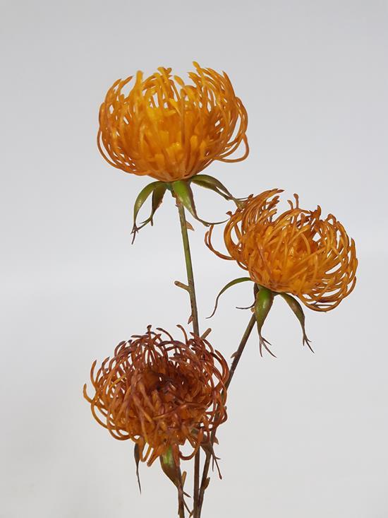 Leucospermum Burnt Orange 67cm - Desflora