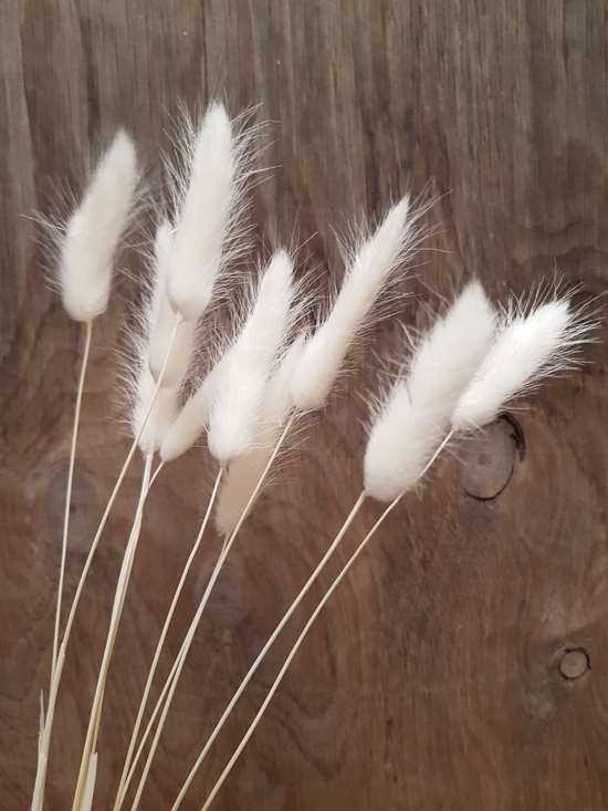 Dried Bunny Tails White - Desflora