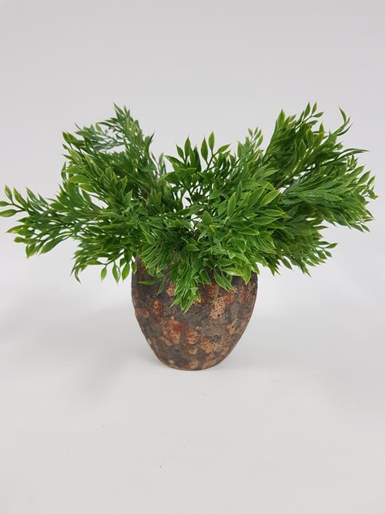 Decorative  Details about   Pack of 2 Green & Red Artificial Ruscus Bush 33 cm Tall 