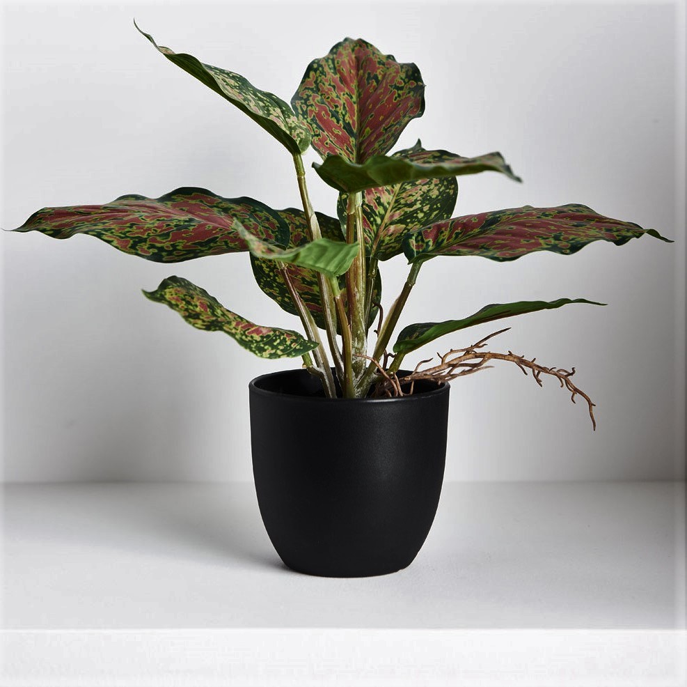 buy snake plant online australia Sansevieria trifasciata 'Silver Princess' main image 0