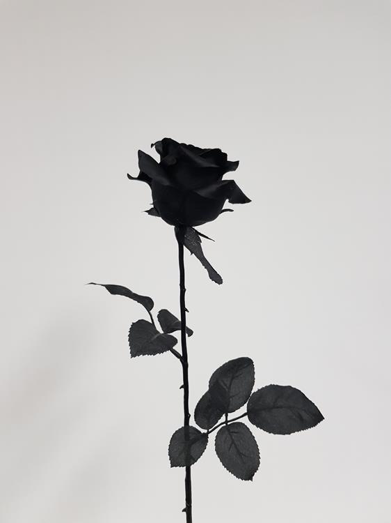 Download Dark Aesthetic Rose Iphone Wallpaper | Wallpapers.com