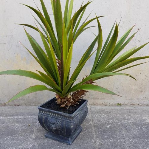 Artificial Aloe Plant 50cm