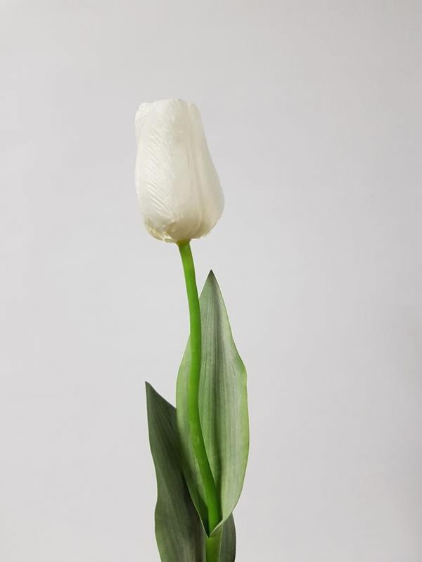 off white tulip