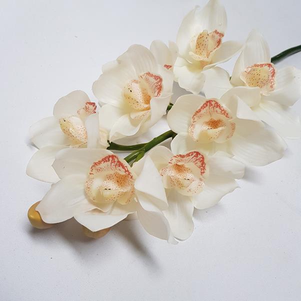 Cymbidium Orchid Cream 72cm Desflora