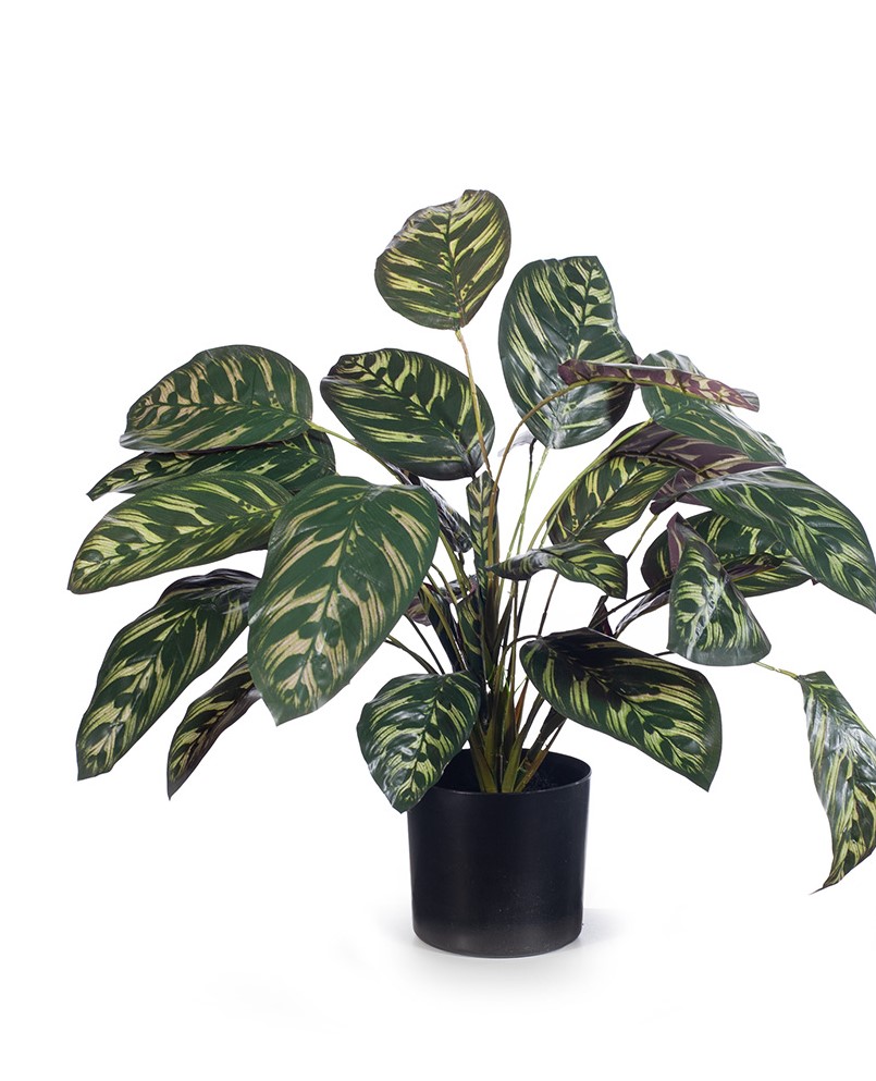 Artificial Plant Calathea Dark 50cm