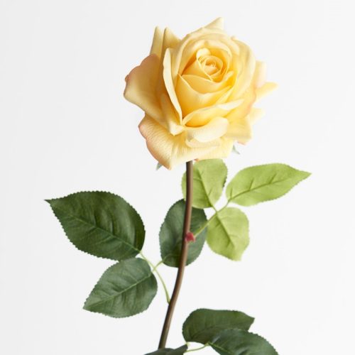 Rose Anna Yellow 75cm