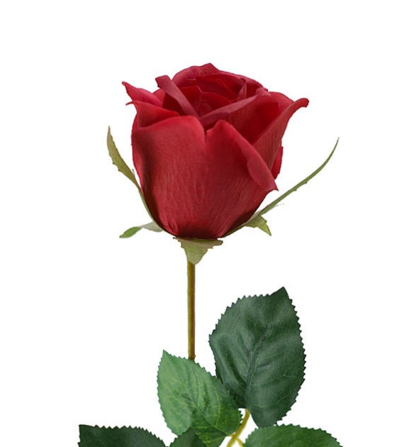 Single Red Rose – The Flower Scene