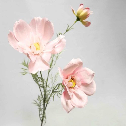 Wild Flowers Archives - Desflora