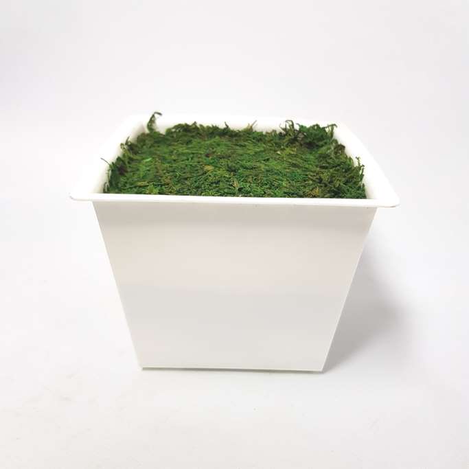 DIY Ready Made Flower Pot with Moss (White)