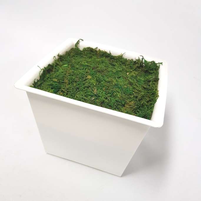 DIY Ready Made Flower Pot with Moss (White) - Image 2