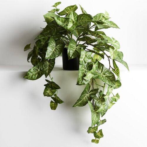Syngonium Hanging Plant in Pot 71cm