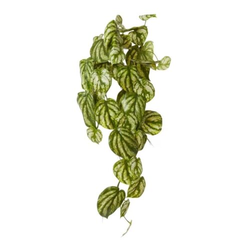 Artificial Trailing Peperomia Plant 81cm