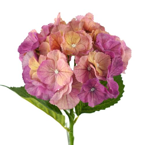 Hydrangea Savannah Candy Pink 49cm