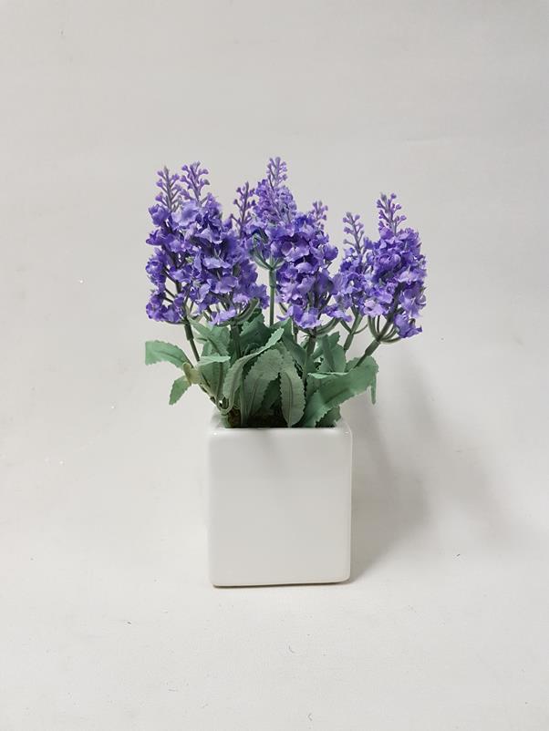 Mini Purple Lavender Plant 24cm