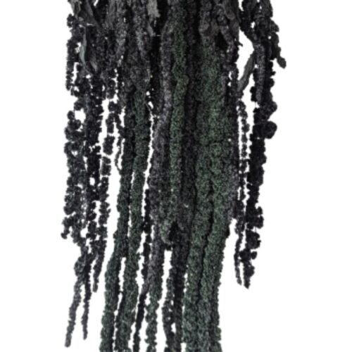 Preserved Amaranthus Black