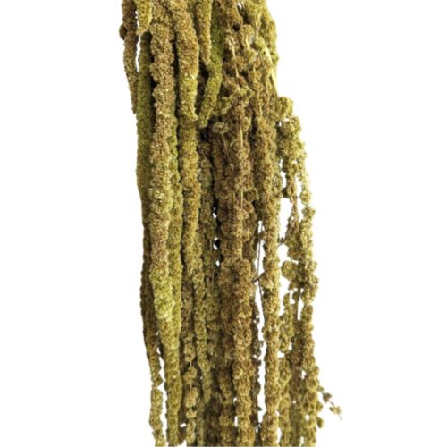 Preserved Amaranthus Green