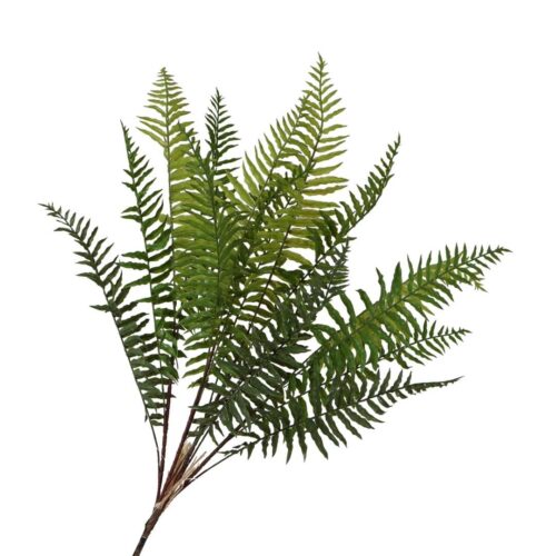 Boston Fern Plant unpotted 72cm