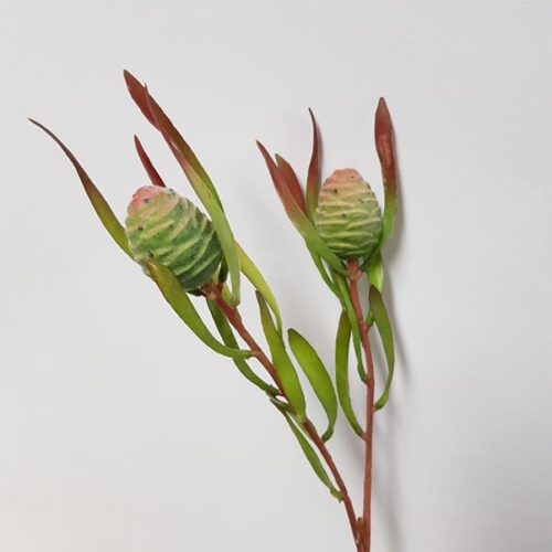 Native Leucadendron Buds 55cm