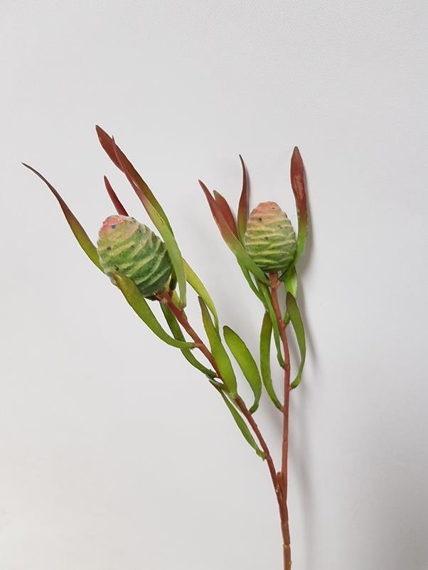 Native Leucadendron Buds 55cm