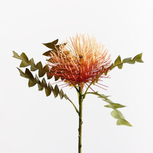 Protea Leucospermum Orange 50cm