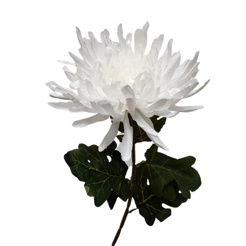 Chrysanthemum Anastasia White 70cm