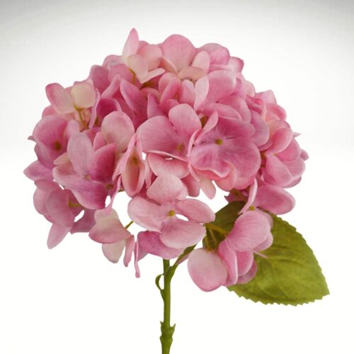 Hydrangea Little Diva Brighter Pink 35cm