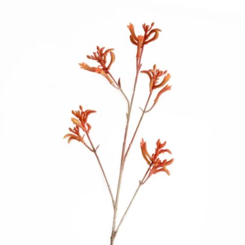 Kangaroo Paw Burnt Orange 75cm