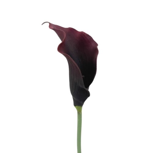 Artificial Calla Lily Zante Burgundy 73cm