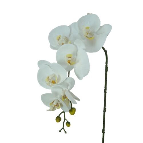 Phalaenopsis Orchid 7H White