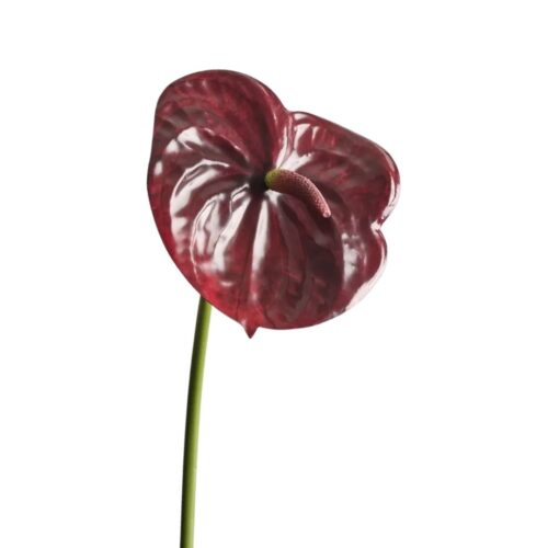 Artificial Anthurium Shiraz 58cm