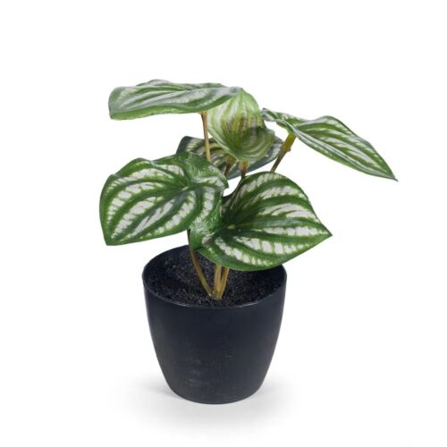 Artificial Mini Peperomia Plant 15cm