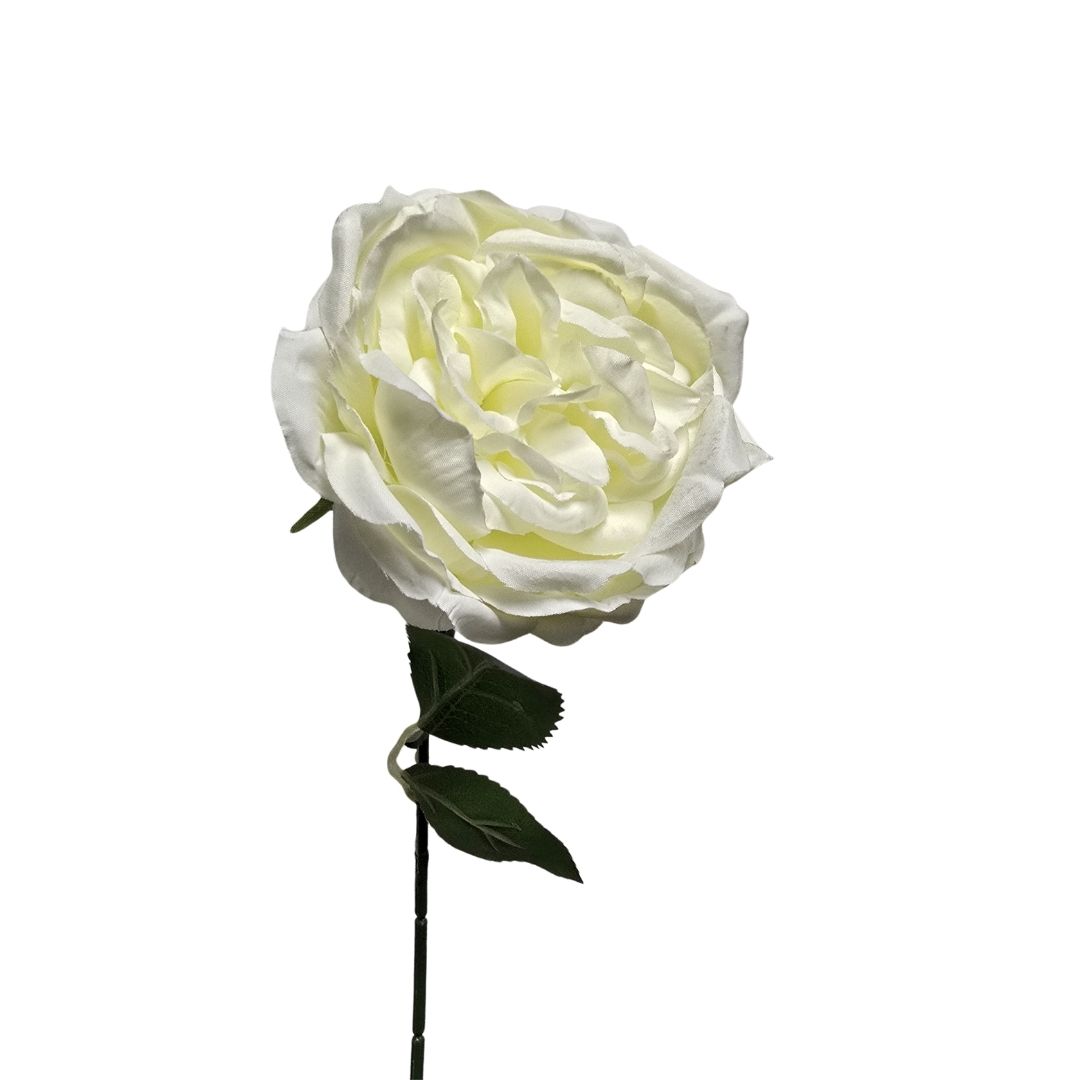 David Austin Bloom White 36cm