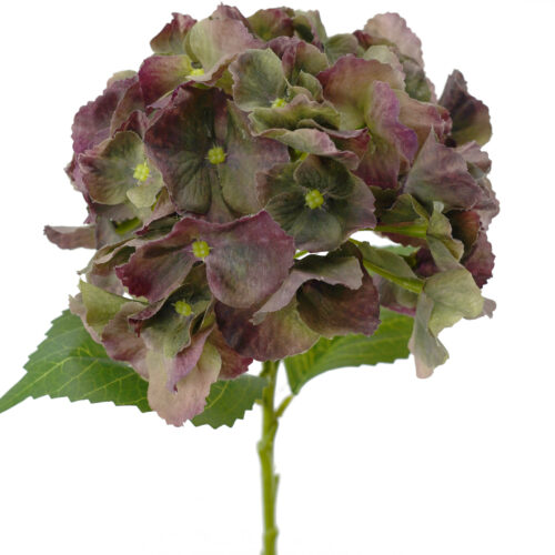 Hydrangea Savannah Olive Burgundy 49cm