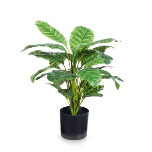 Artificial Calathea Orbifolia 50cm