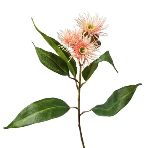 Eucalyptus Flowering Gum Pink 35cm