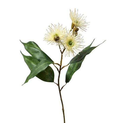 Eucalyptus Flowering Gum White 35cm