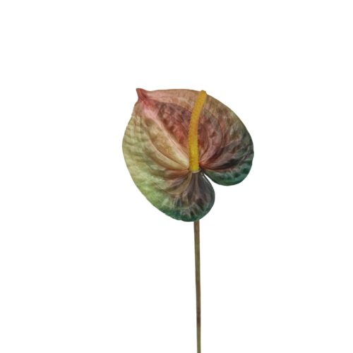 Anthurium Lily Flower Toffee Apple 55cm
