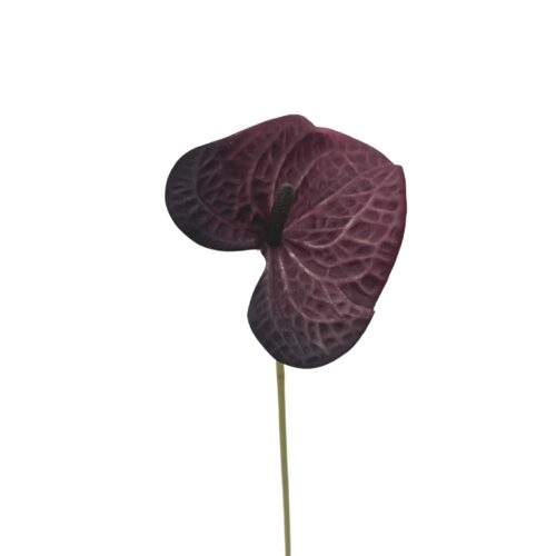 Anthurium Lily Rich Burgundy 59cm