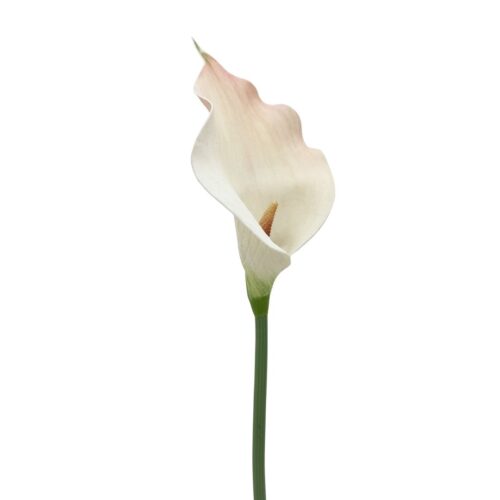 Artificial Calla Lily Zante Champagne 73cm