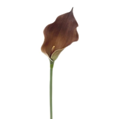 Artificial Calla Lily Zante Chocolate 73cm